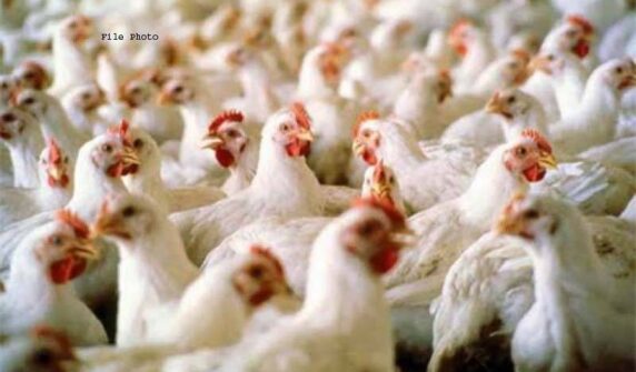 برائلر مرغی کے گوشت کی قیمت میں ایک مرتبہ پھر اضافہ مزید جانیئے