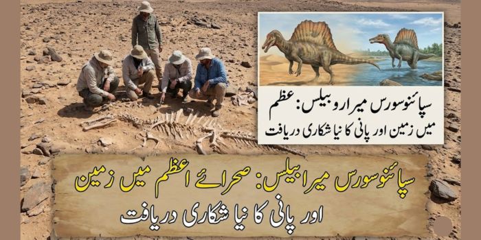 سپائنوسورس میرابیلس